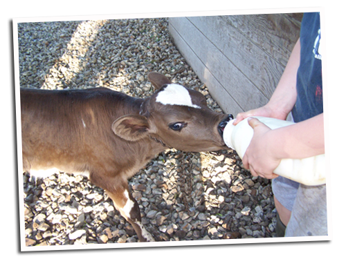 Feeding Calves